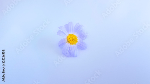  flower blooming on blue background
