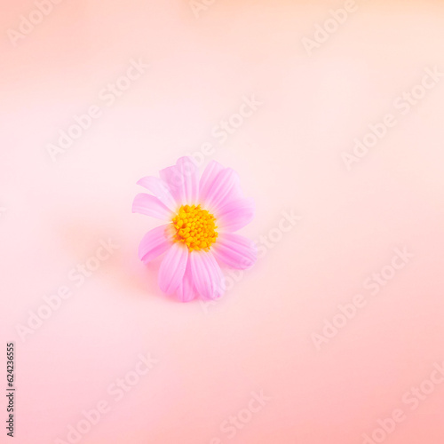 pink daisy flower