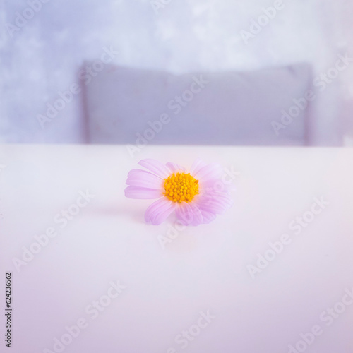 flowers blooming on the table 