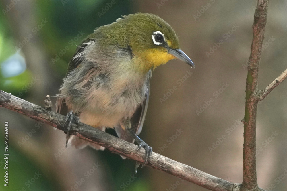 white eye is in a forest white eye is in a forest