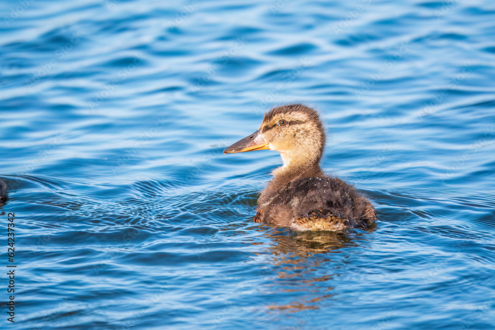 Cute little duckling swimming alone in a lake or river with calm water Cute little duckling swimming alone in a lake or river with calm water