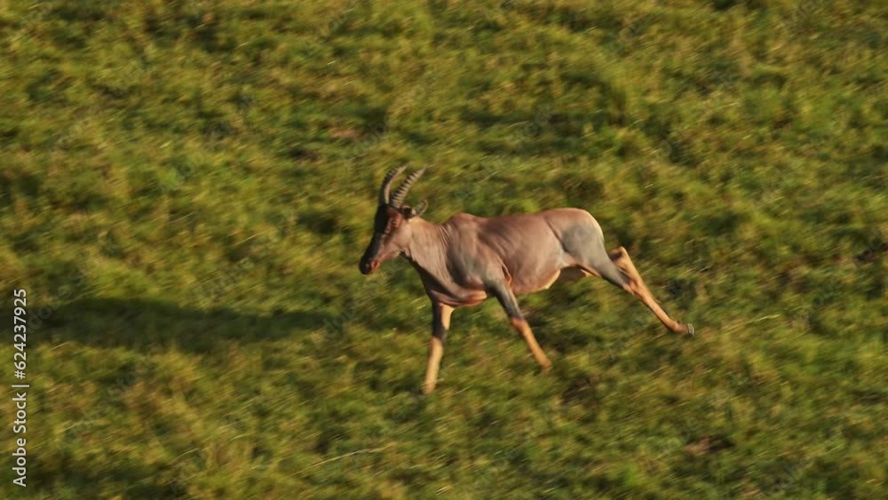 Aerial African Animal Wildlife Shot of Topi Running in Masai Mara in Africa, Kenya Hot Air Balloon Ride Flight View Flying Over Maasai Mara, Unique Safari Travel Experience High Up From Above Aerial African Animal Wildlife Shot of Topi Running in Masai Mara in Africa, Kenya Hot Air Balloon Ride Flight View Flying Over Maasai Mara, Unique Safari Travel Experience High Up From Above