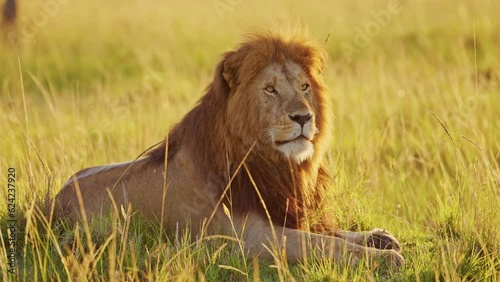 Wallpaper Mural Male lion, African Wildlife Animal in Masai Mara National Reserve in Kenya, Africa Safari in Maasai Mara North Conservancy, Beautiful Impressive Majestic Portrait in Dramatic Sunrise Sun Light Torontodigital.ca