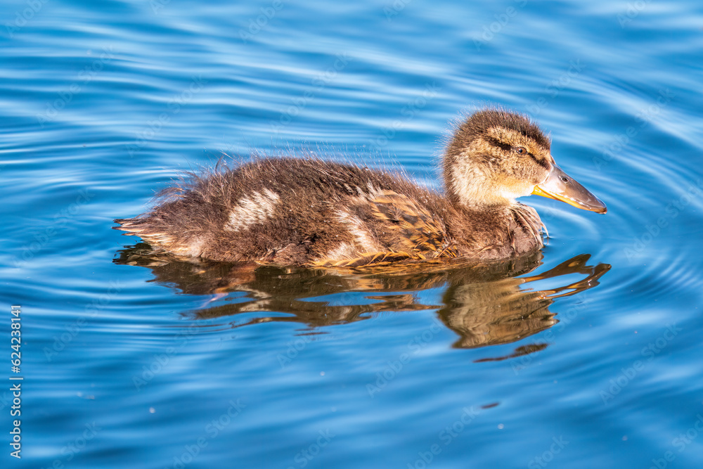 Cute little duckling swimming alone in a lake or river with calm water Cute little duckling swimming alone in a lake or river with calm water