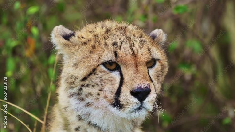 Slow Motion Shot of Close up of Cheetah head surveying the lanscape searching for prey, detail of fur and spotted markings, African Wildlife in Maasai Mara National Reserve Slow Motion Shot of Close up of Cheetah head surveying the lanscape searching for prey, detail of fur and spotted markings, African Wildlife in Maasai Mara National Reserve