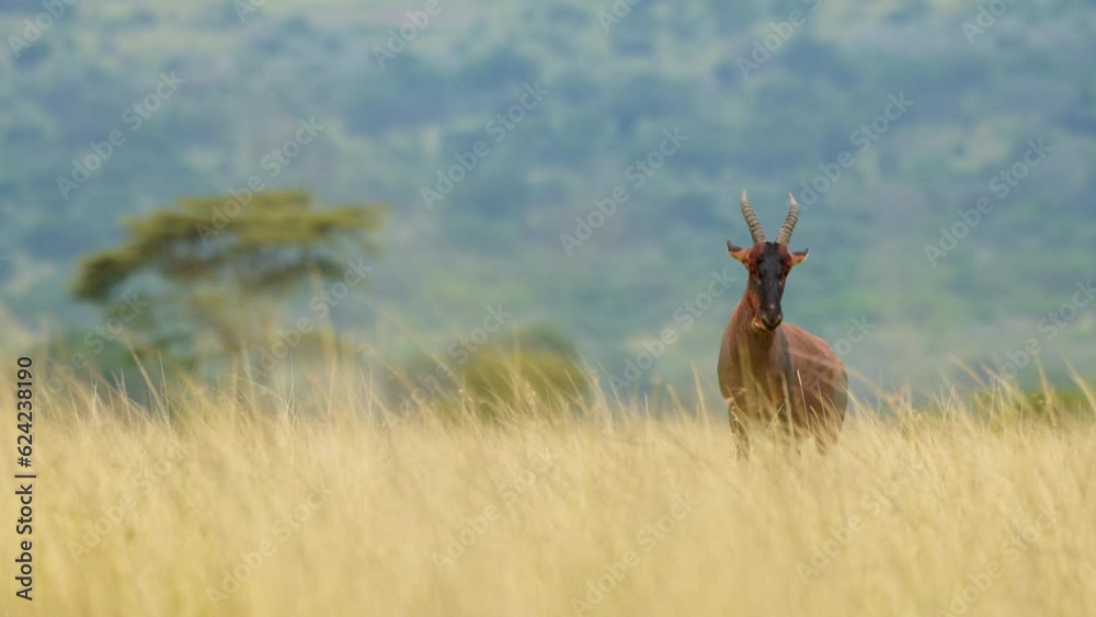 Slow Motion Shot of African Wildlife safari animal in tall grass of luscious savannah and acacia tree forest in background, Maasai Mara National Reserve, Kenya, Africa Safari Animals in Masai Mara