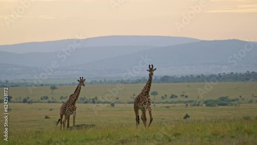 Slow Motion Shot of Two giraffes in Maasai Mara National reserve walking in front of maountains at sunset in Kenya, beautiful Africa Safari Animals in peaceful Masai Mara North Conservancy photo