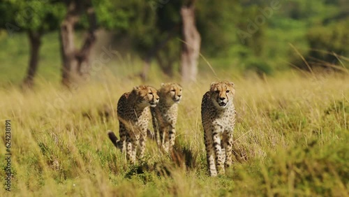 Slow Motion of Close Up Cheetah Family Walking in Long Savanna Grass in Maasai Mara, Kenya, Africa, African Wildlife Safari Animals in Masai Mara, in Beautiful Savannah Landscape Scenery