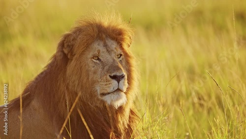 Male lion, African Wildlife Animal in Masai Mara National Reserve in Kenya, Africa Safari in Maasai Mara North Conservancy, Beautiful Impressive Majestic Close Up Face Portrait in Dramatic Sun Light