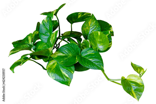 Epipremnum aureum (golden pothos) purifies air vining plant with heart-shaped leaves plant isolated on transparent background. PNG transparency