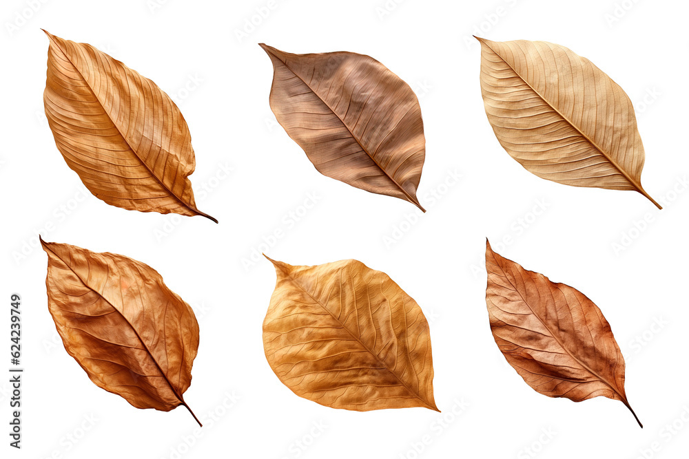 Collection of dried leaves isolated on transparent background Collection of dried leaves isolated on transparent background