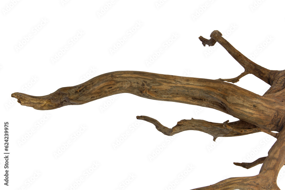 Driftwood or aged wood root textured isolated on transparent background. PNG transparency Driftwood or aged wood root textured isolated on transparent background. PNG transparency
