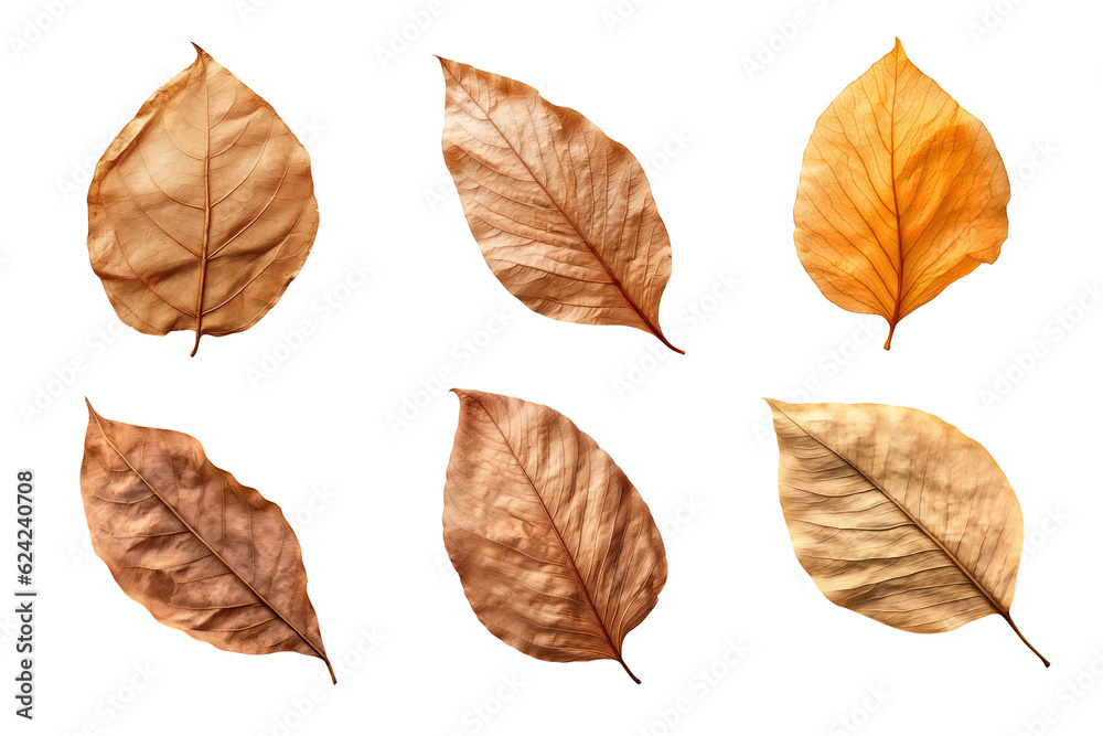 Collection of dried leaves isolated on transparent background
