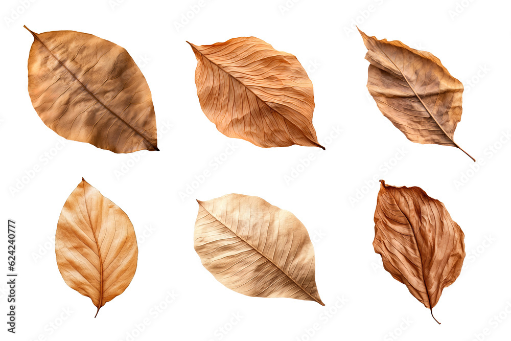 Collection of dried leaves isolated on transparent background Collection of dried leaves isolated on transparent background