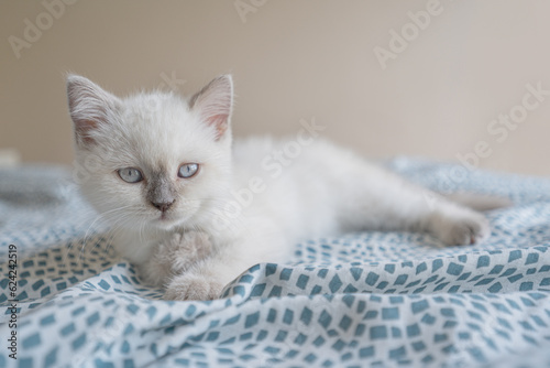 Cute white Scottish kitten lying on the bed and looking directly in the camera