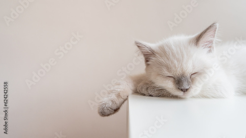 Close-up of a Sleeping white Scottish kitten lying on the white box on a light background. Copy space