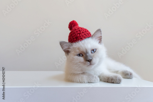 Adorable little white kitten in a red knitted hat looking at the camera