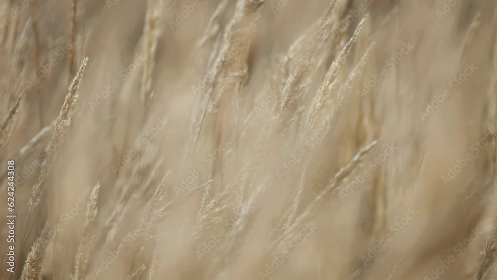 Dry grass reeds swaying in the breeze, their delicate rustling showcased in close-up paralax footage with a beautifully blurry foreground Dry grass reeds swaying in the breeze, their delicate rustling showcased in close-up paralax footage with a beautifully blurry foreground
