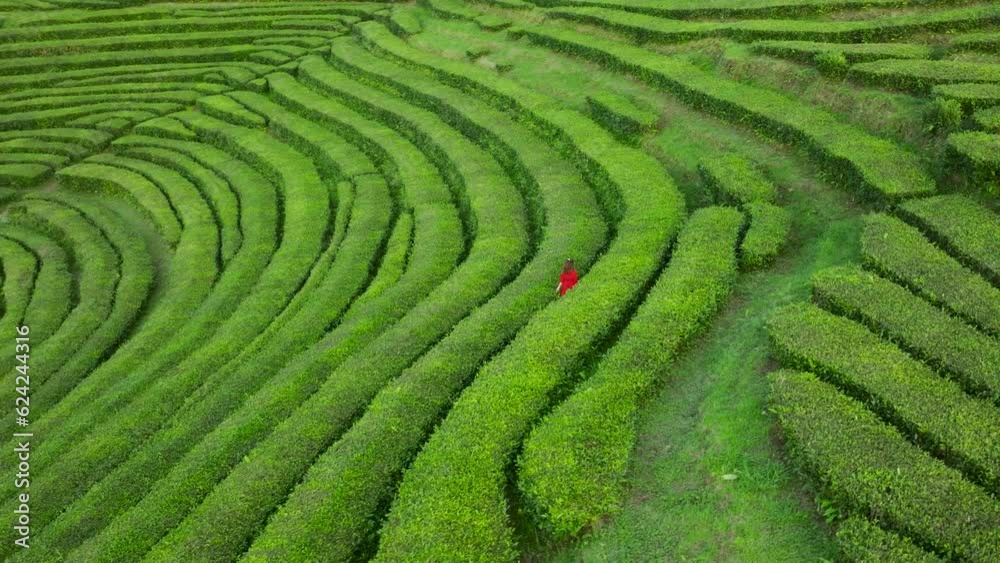 Lush green rows of Gorreana tea plantation on Sao Miguel where lady with bright red dress stroll around. Aerial arc Lush green rows of Gorreana tea plantation on Sao Miguel where lady with bright red dress stroll around. Aerial arc