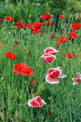Beautiful red poppy flowers in a garden setting in United Kingdom countryside