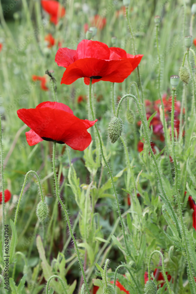 Obraz premium Beautiful red poppy flowers in a garden setting in United Kingdom countryside
