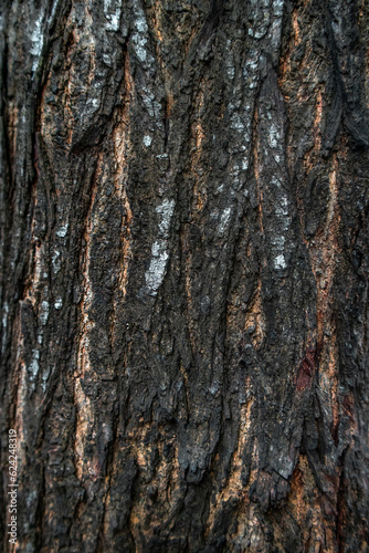 Tree bark texture background © DINESH MADUSANKA