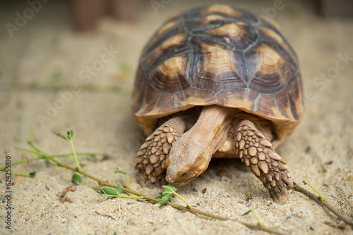 Sucata tortoise on the ground © waranyu