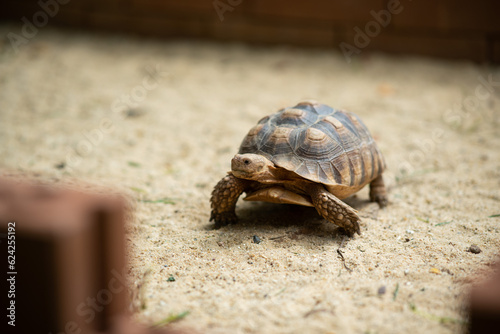 Fototapeta Naklejka Na Ścianę i Meble -  Sucata tortoise on the ground
