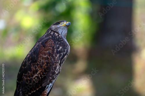 Hawk portrait closeup isolated on defocused natural background with copy space. photo