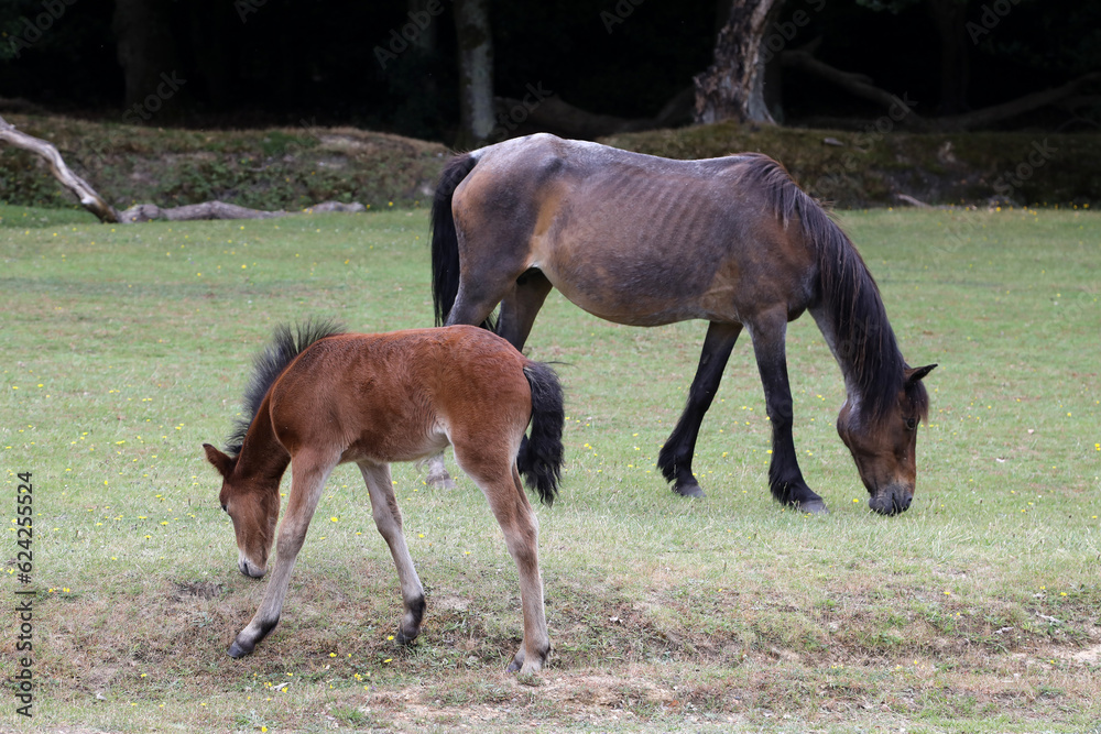 Beautiful wild horses in New Forest in Dorset in United Kingdom Beautiful wild horses in New Forest in Dorset in United Kingdom