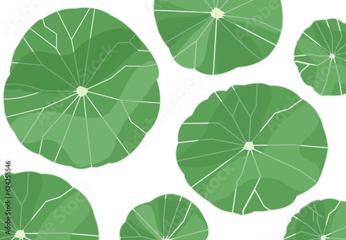 Stephania Erecta Lotus green leaves vectormodern pattern for background, illustration, wallpaper, template about tropicals nature in south east asia photo