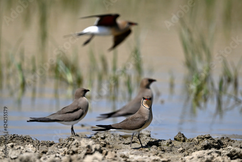 Collared pratincole // Rotflügel-Brachschwalbe (Glareola pratincola) - Axios Delta, Greece © bennytrapp