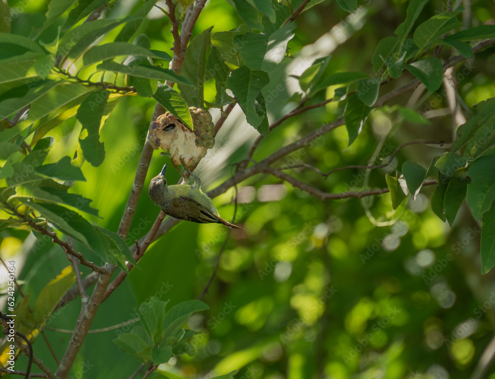 Fototapeta premium the bird is eating the custard apple on the branch. close up.