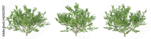 Green annona squamosa fruit tree on transparent background  png plant  3d render illustration.
