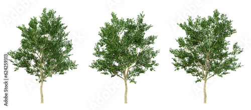Green annona squamosa fruit tree on transparent background  png plant  3d render illustration.