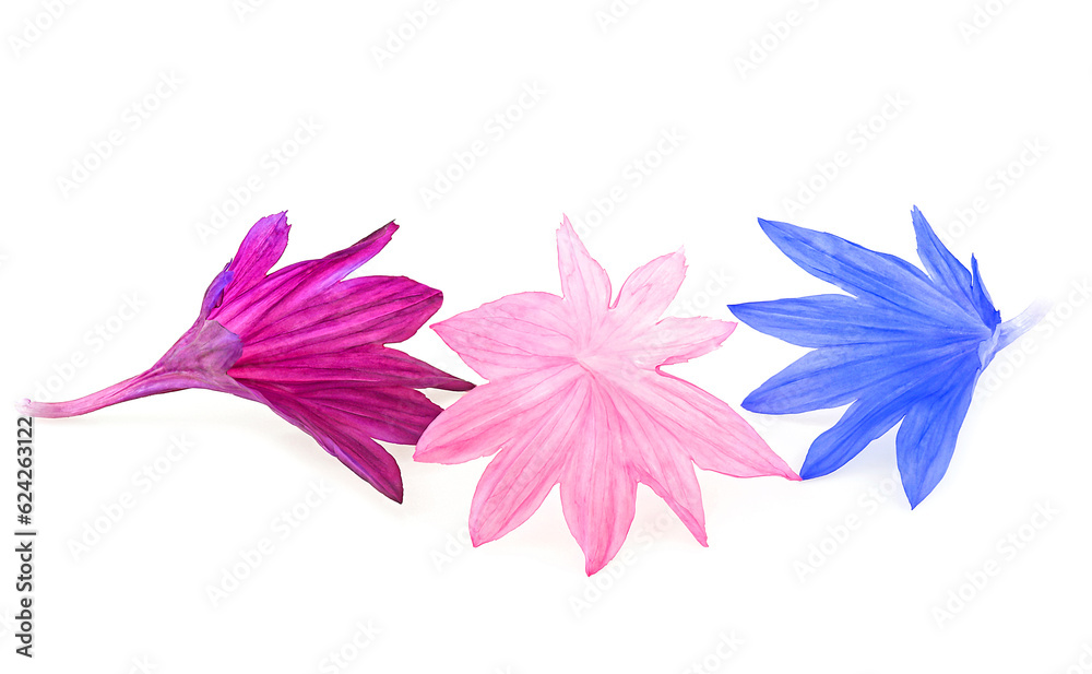 Beautiful colorful cornflowers petals isolated on a white background, macro.