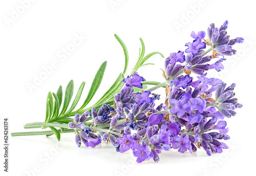 Lavender flowers with green leaves isolated on a white background