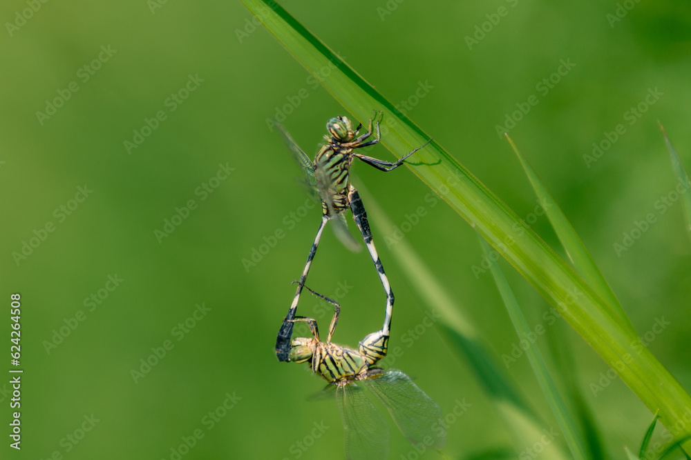 Closeup green Dragonflies mating on the leaf, animal closeup, animal mating Closeup green Dragonflies mating on the leaf, animal closeup, animal mating
