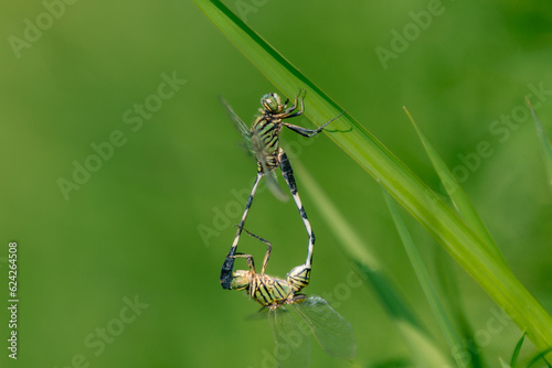 Closeup green Dragonflies mating on the leaf, animal closeup, animal mating © Komodo Studios 