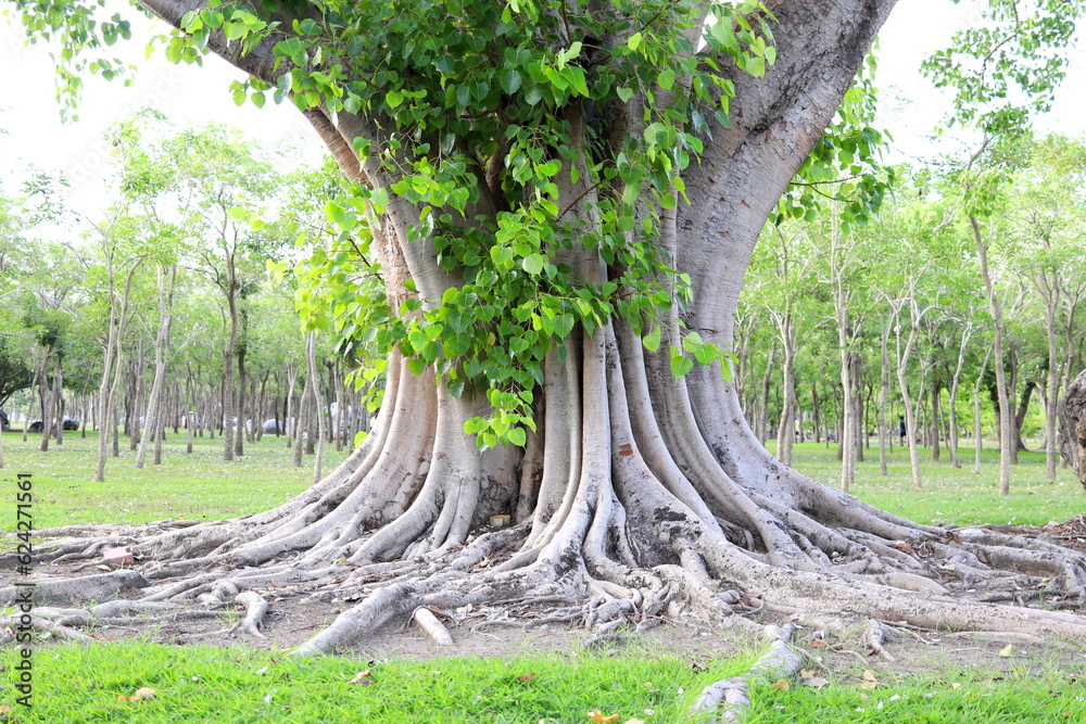 Roots and trunk above ground of Sacred tree and leveses on branches