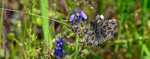 Mallow skipper // Malven-Dickkopffalter (Carcharodus alceae) photo