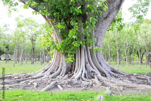 Roots and trunk above ground of Sacred tree and leveses on branches. Another name is Sacred fig, Peepal tree, Bo tree, Bodhi tree, Peepal of India, Pipal of India. Peepul of India. photo