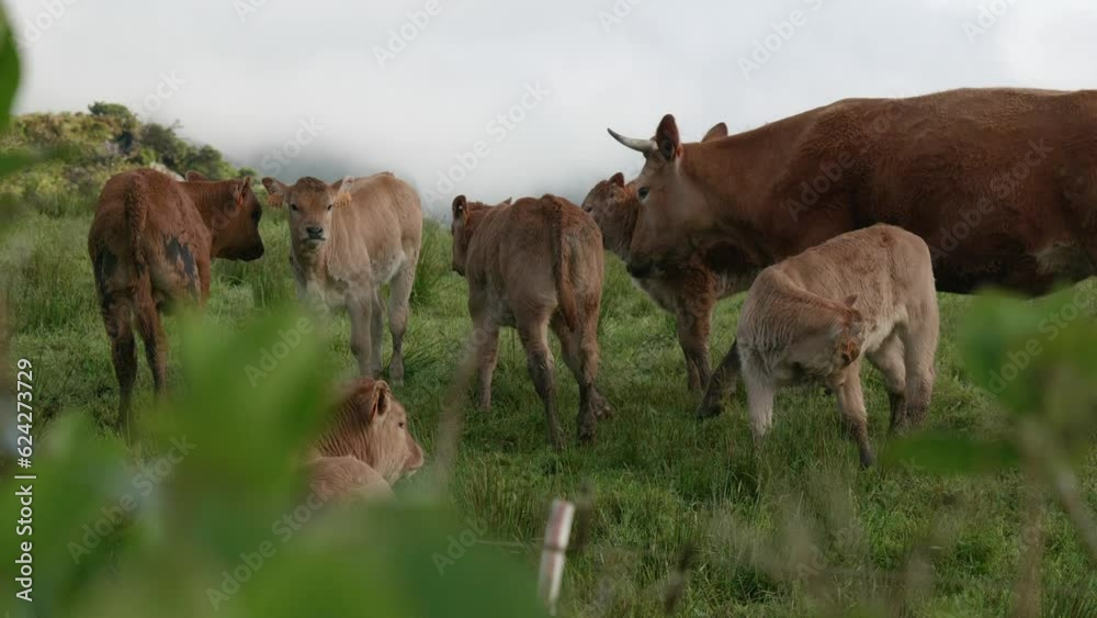 Grazing cow in the countryside of the Azores islands Grazing cow in the countryside of the Azores islands