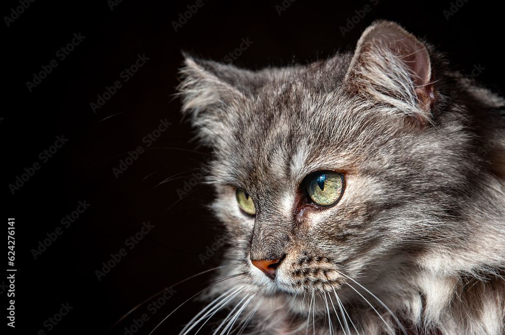 Adorable Domestic fluffy gray Cat with long Whiskers on black Background