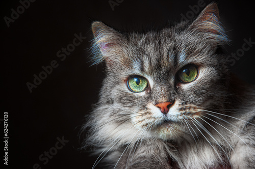 Adorable Domestic fluffy gray Cat with long Whiskers on black Background