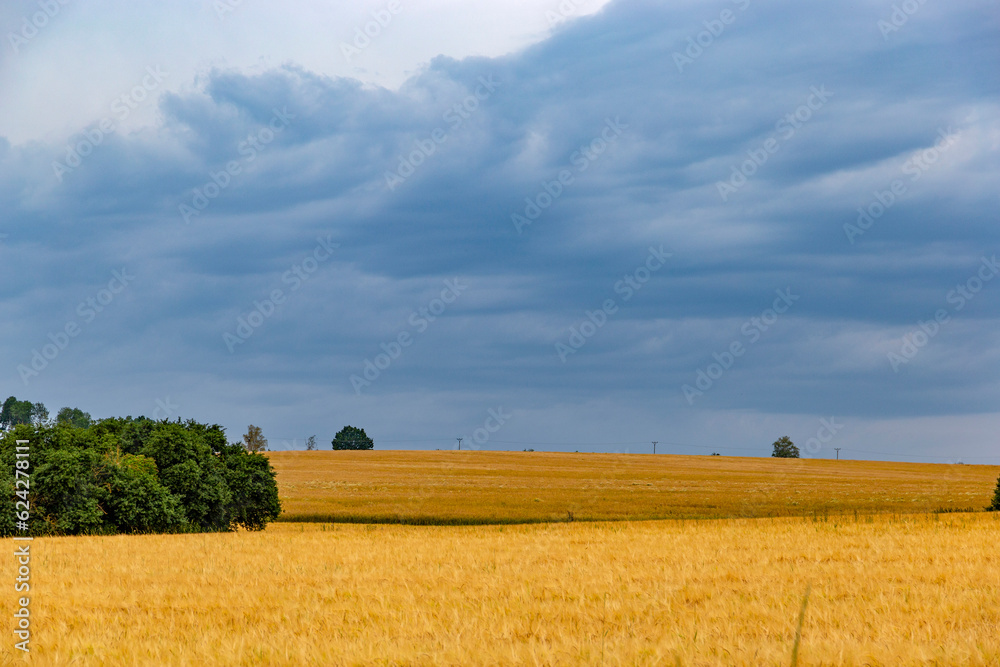 Agriculture wheat field. Wheat field on an agriculture farm.