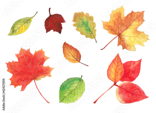 Illustration of fallen leaves drawn in watercolor , 수채화로 그린 낙엽 일러스트