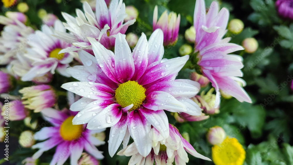 White Pink Chrysanth Flower (Chrysanthemum morifolium) or Chrysanthemum is one of ornamental plant commodities that has variety of cultivars, in terms of flower shapes and color variations. White Pink Chrysanth Flower (Chrysanthemum morifolium) or Chrysanthemum is one of ornamental plant commodities that has variety of cultivars, in terms of flower shapes and color variations.