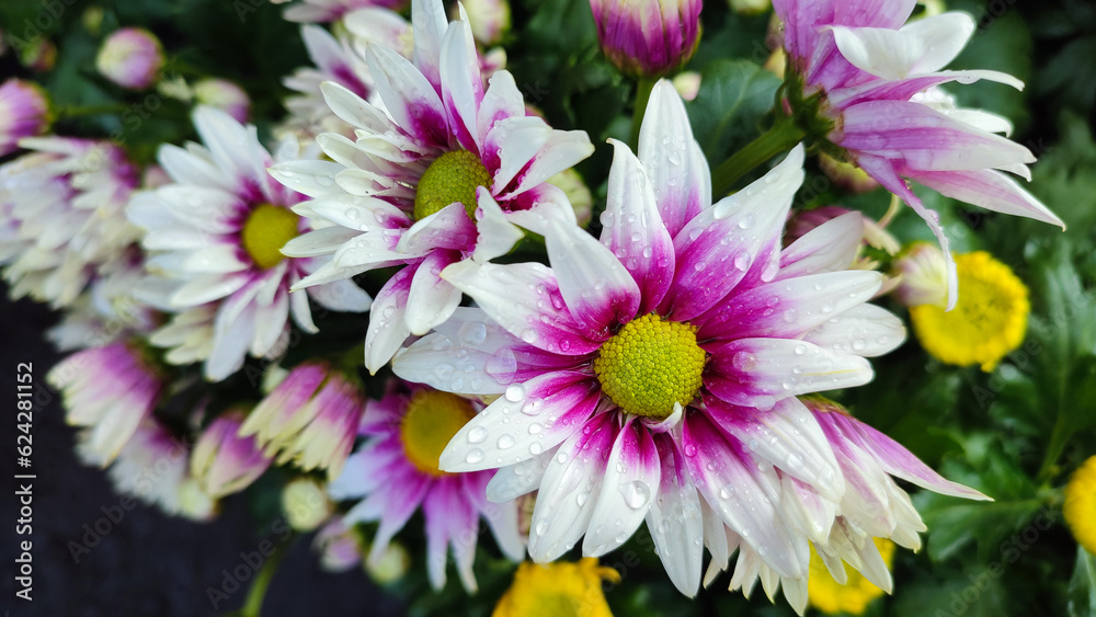 Obraz premium White Pink Chrysanth Flower (Chrysanthemum morifolium) or Chrysanthemum 