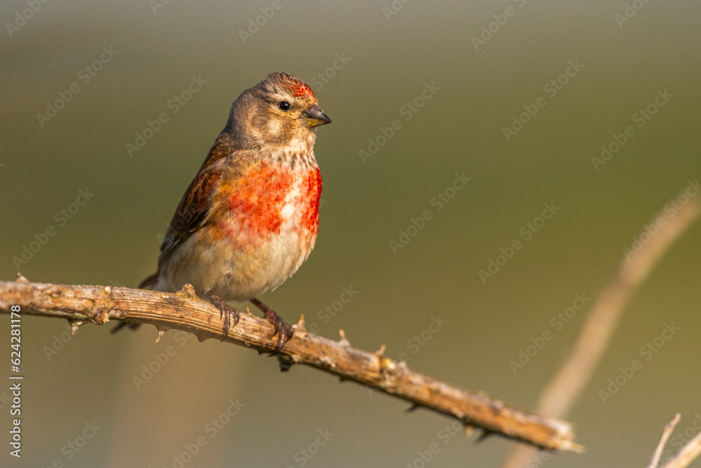 Linotte mélodieuse (Linaria cannabina, Common Linnet) Linotte mélodieuse (Linaria cannabina, Common Linnet)